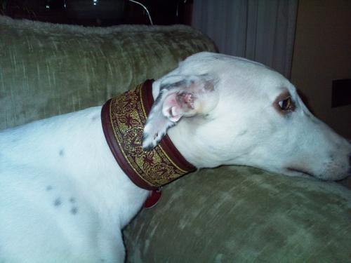 hund