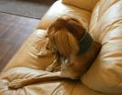 hund