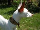 hund