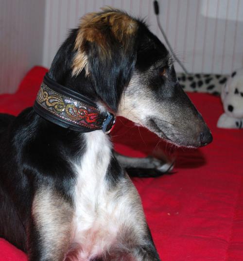 hund