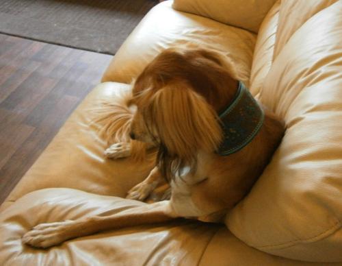 hund