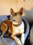 hund
