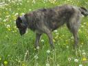 hund