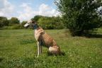 hund