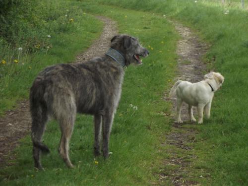 hund