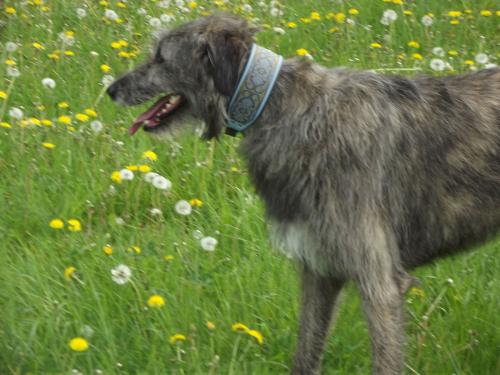 hund