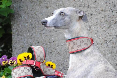 hund