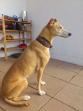 hund