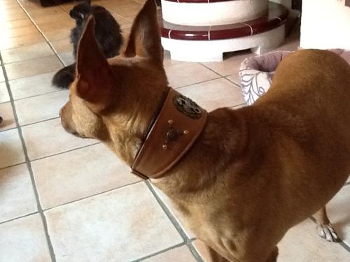hund