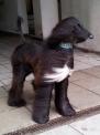hund