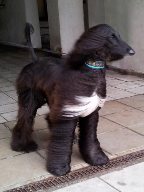 hund