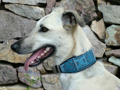 hund