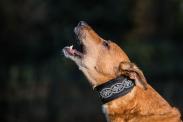hund