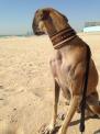 hund