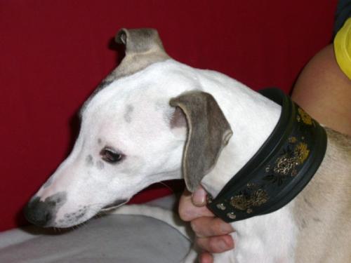 hund