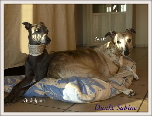 hund