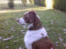 hund