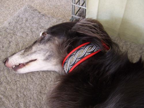 hund