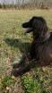 hund