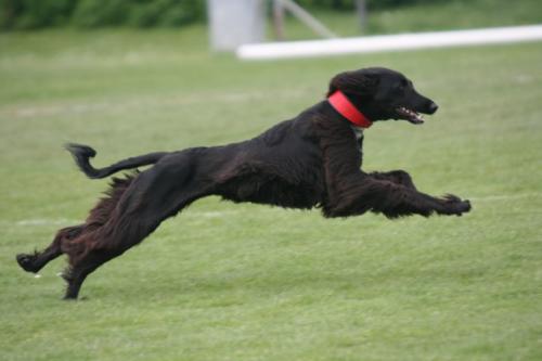 hund