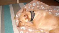 hund