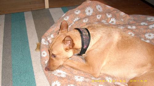 hund