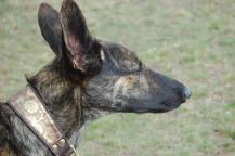hund