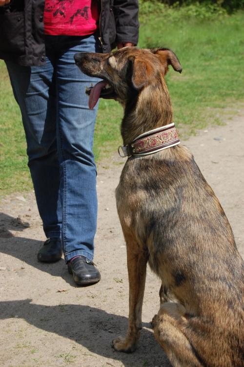 hund