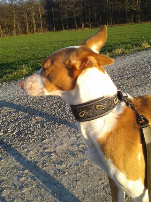 hund