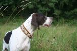 hund
