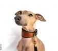 hund