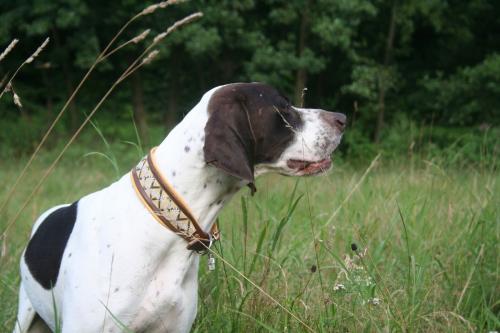 hund