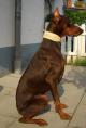 Hund mit Halsband
