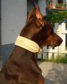 Hund mit Halsband