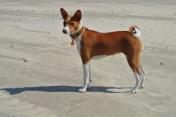 Hund mit Halsband