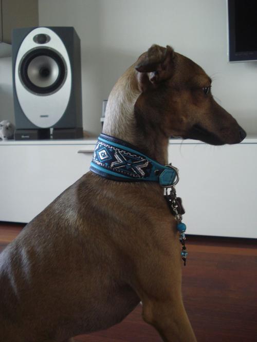 Hund mit Halsband