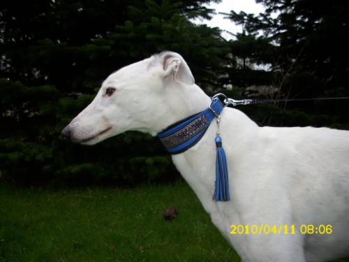 Hund mit Halsband