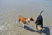 Hund mit Halsband