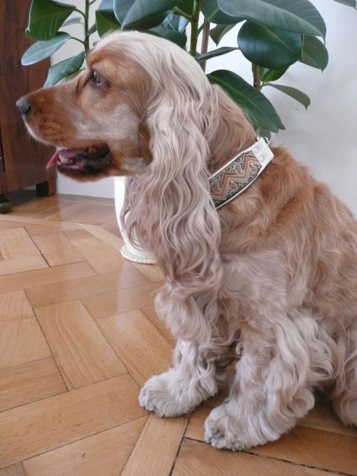 Hund mit Halsband