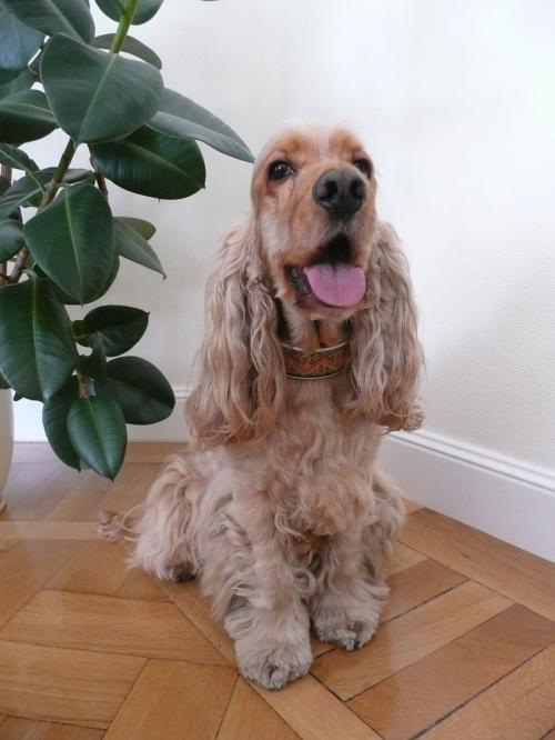Hund mit Halsband