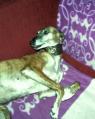 Hund mit Halsband
