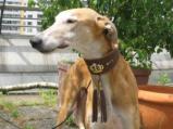 Hund mit Halsband