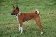 Hund mit Halsband