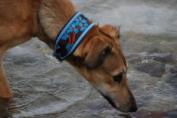 Hund mit Halsband