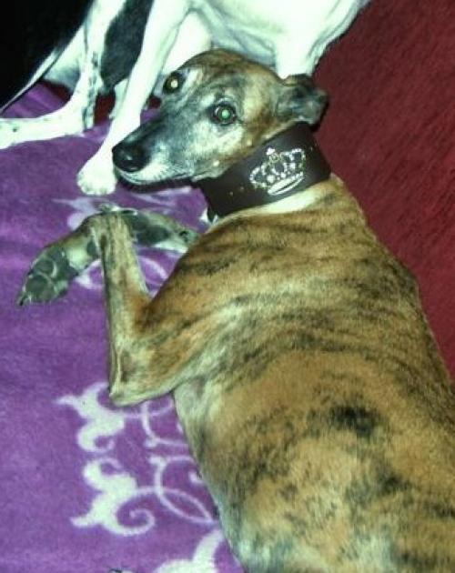 Hund mit Halsband