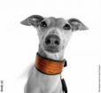 Hund mit Halsband
