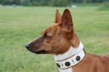Hund mit Halsband