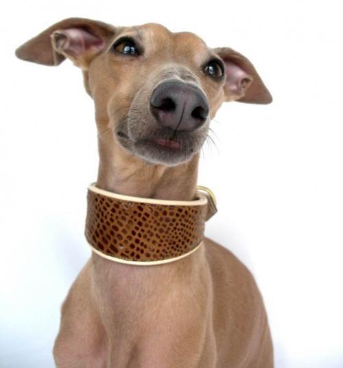 Hund mit Halsband