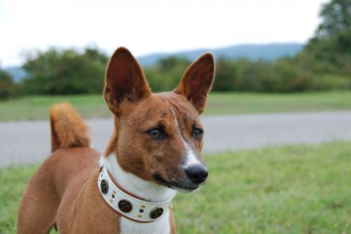Hund mit Halsband