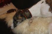 Hund mit Halsband